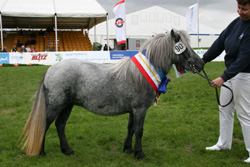 StPrSt. GOLD DIVA v. Gordan of Baltic Sea/Whiteboy (Z.:  ZG Hempfling, Dodow). Foto: Jutta Wego